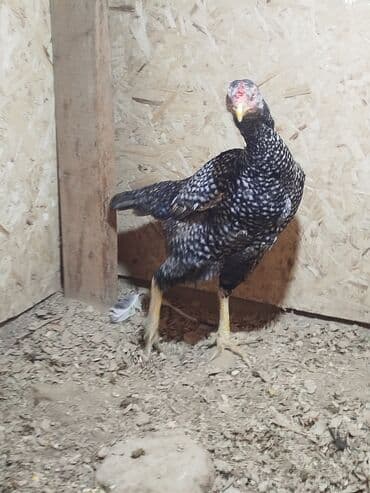 Птицы: Дакан цесарка мекиш сатылат алмашу жолдору бар адрес Заря Тынчтык — 3