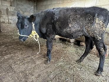 Услуги ветеринара: Продаю | Тёлка | На откорм | Привязанные — 10