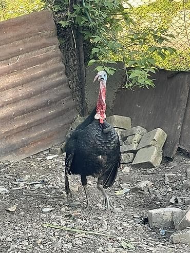 жапалак птица: Сатам | Эркек күрп | Кара ханзаада | Көбөйтүү үчүн | Асыл тукумдуу — 3