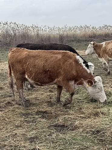 жирныйе телки: Продаю | Корова (самка) | Симментальская | Для разведения | Племенные — 3