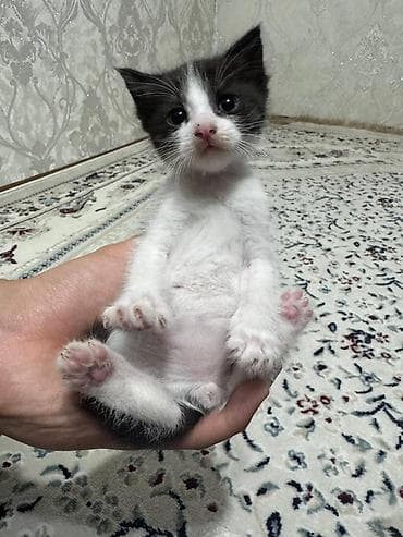 одежда для котов: Котята, домашнее выращивание. - Окрас: один черно-белый (маска на — 5