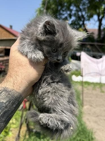 станок для гранулирования корма: Котята, пушистые комочки счастья. - Окрас: - Дымчато‑серые — 1