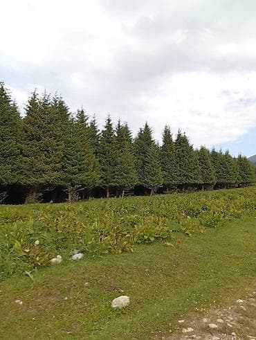 ысык куле: 45 соток, Курулуш, Кызыл китеп, Сатып алуу-сатуу келишими — 2