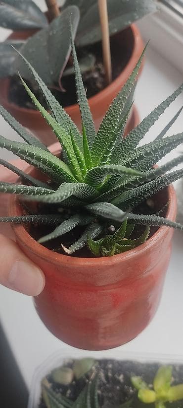 солнце: Суккулент Haworthia (гавортия), разновидности с плотными — 2