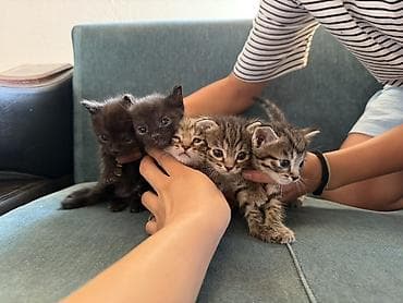 cat sofa: Скотиш Фолд (Шотландская вислоухая), 1 месяц, Мальчик, Золотая шиншилла, Приучена к лотку — 3