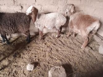 собака доберман сколько стоит: Продаю | Ягненок | Арашан | Для разведения — 1