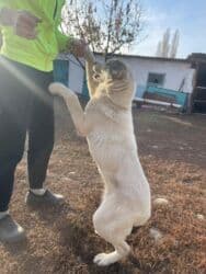 Вязка собак: Алабай, 4 месяца, Самец, С прививкой — 1