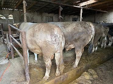 Животные: Продаю | Бык (самец) — 1