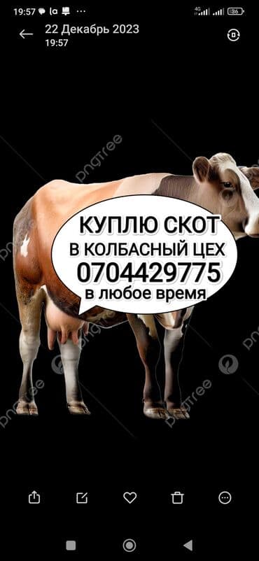 домик для животных: Куплю | Коровы, быки, Лошади, кони, Другие с/х животные | Круглосуточно, Любое состояние, Забитый — 1