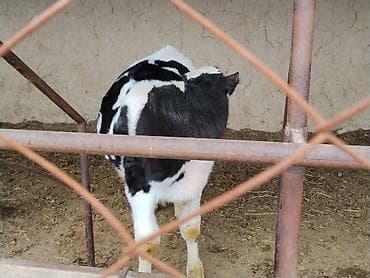 кыргыз довот ит: Сатам | Музоо | Аргын | Бордоп семиртүү үчүн | Байланган — 3