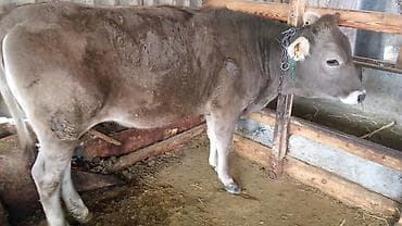 бычки месячные: Продаю | Тёлка | Швицкая | На откорм, Для разведения, Для молока | Привязанные — 2