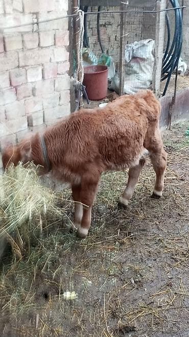 улуу тоо: Сатам | Бука (эркек) — 6