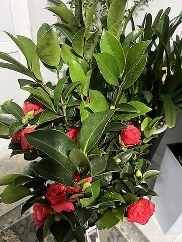 Доставка по городу бесплатно 🚘 Крупный сорт Камелия японская (Camellia — 3