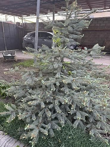 Үй жана бакча: 2 шт Ель декоративная (садовая, хвойная) - Порода: ель, плотная крона — 2