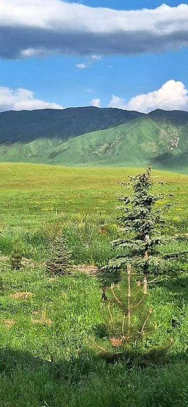 каражыгач дом: 300 соток, Договор купли-продажи — 3