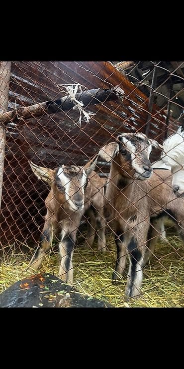 кони пони: Продаю | Козлёнок | Для разведения | Племенные — 4