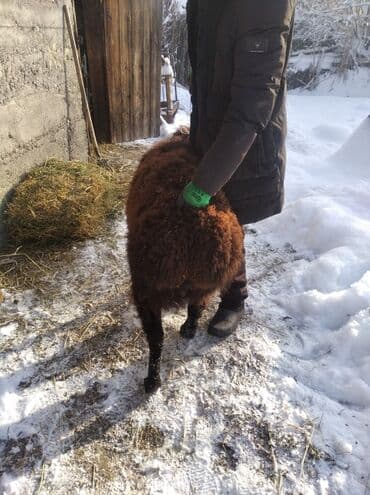 купить калифорнийского червя: Продаю | Баран (самец) | Для разведения | Кастрированные — 5