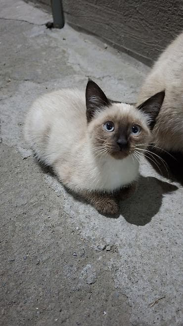 Котята 2.5 месяца. белый мальчик, чёрная девочка. Ласковые at lalafo.kg Котята 2.5 месяца. белый мальчик, чёрная девочка. Ласковые