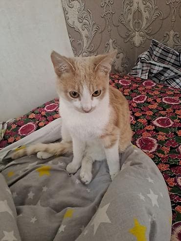 продам друга: Кошка даром: Беспородная, 9 месяцев, Мальчик, Приучена к лотку — 4