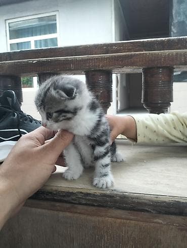 котенок шиншилла купить: Котята, короткошёрстные, домашние Описание: - Несколько котят 1–1,5 — 3