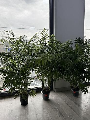 комнатная пальма: Комнатные растения в декоративных кашпо 1) Замиокулькас (Zamioculcas — 6