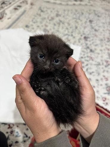 кошка шотландец: Вислоухий Черный котёнок, короткошёрстный, с округлой мордочкой и — 2