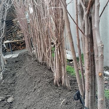 тянь шаньские ели: Продаю саженцы семена вишня местный, токмок — 1