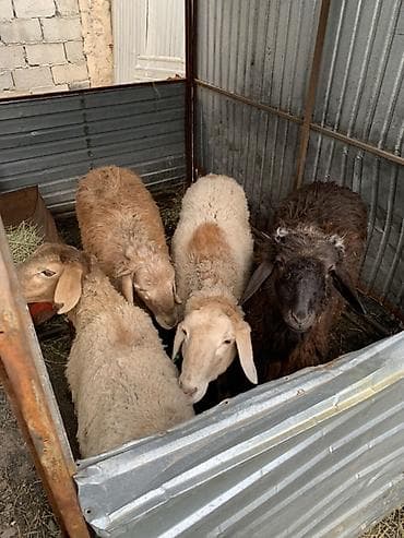 Продаю | Овца (самка), Баран (самец)