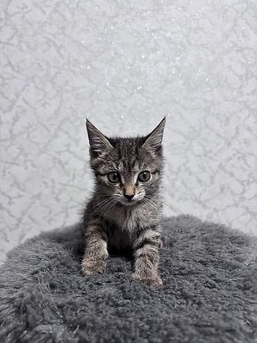 котята ош: ⭕️ Бесплатно, Бишкек! Котёнок, мальчик, возраст — 1 месяц. Окрас — 1