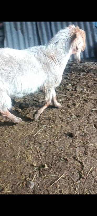 мышык бишкек: Сатам | Теке (эркек) | Битал | Жасалма жол менен боозутуу — 6