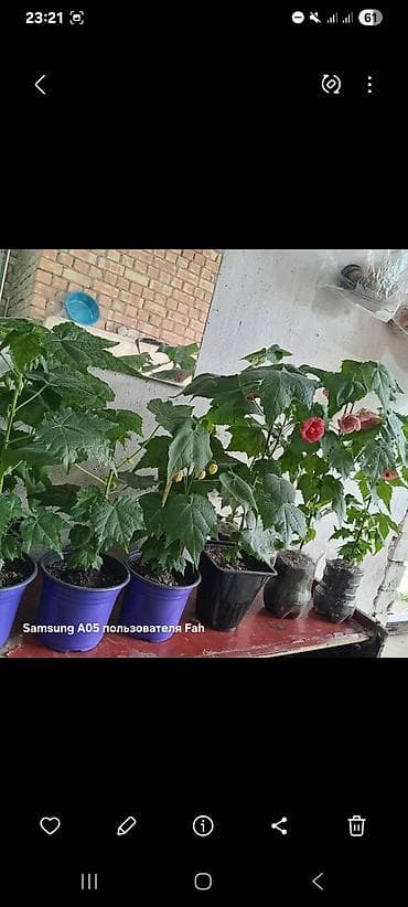 Бөлмө өсүмдүктөрү: Комнатные растения в горшках - Абутилон (комнатный клен) — несколько — 9