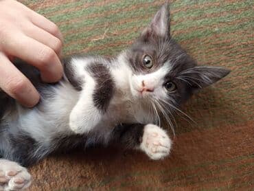 домашние кошки: Котёнок серый тигровый (мраморный табби) - Окрас: серо-коричневый с — 11