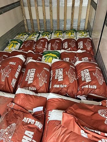 Продукты питания: Беде урук,1-сорт 99%онот кепилдик беребиз Жугору уруктурлору бар — 2