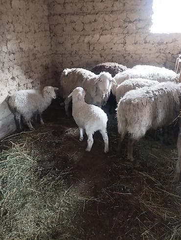 миринос баран: Сатам | Ургаачы кой (ургаачы) | Аргын | Көбөйтүү үчүн | Ургаачы — 1