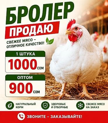 филе курица: Бройлеры — свежее мясо отличного качества. - Кормление натуральными — 1
