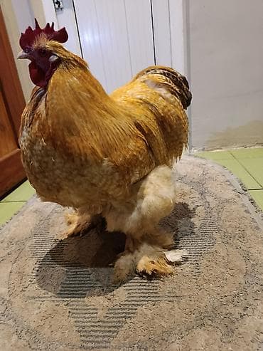 бенгал кошка: Продаются петухи породы кохинхин оченнредкие окрасы Полосатый лимон — 5