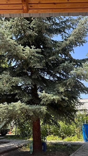 кой таш: 8 соток, Тех паспорт, Красная книга — 1