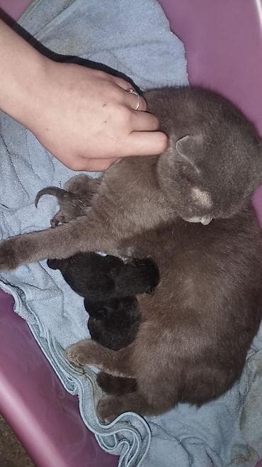 cat litter: Отдам трёх новорожденных котят в добрые руки где есть кормящая — 1