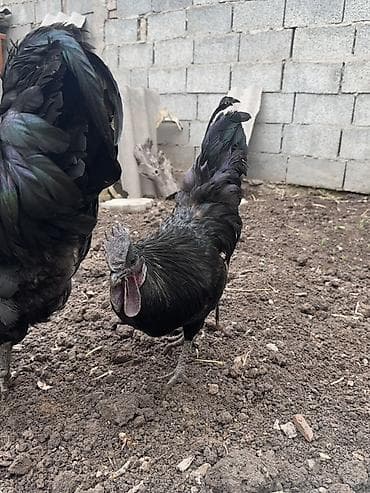 зерно очистить: Продаю | Петух | Для разведения — 3