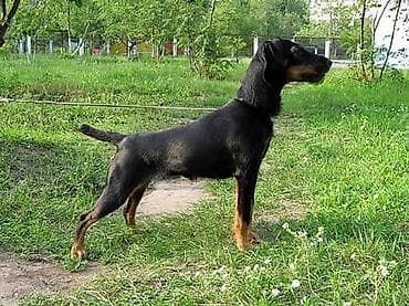 7 месяцев, Самка, С прививкой, С родословной
