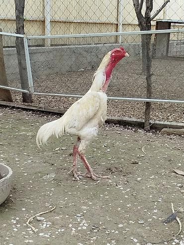 каракол кошка: Сатам | Короздор — 1