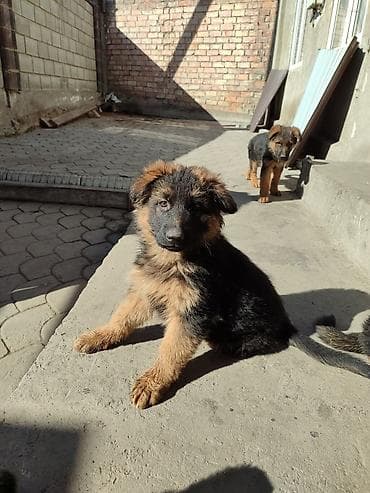 собаки в хорошие руки: Щенки немецкой овчарки с отличной родословной, подойдут как для — 10