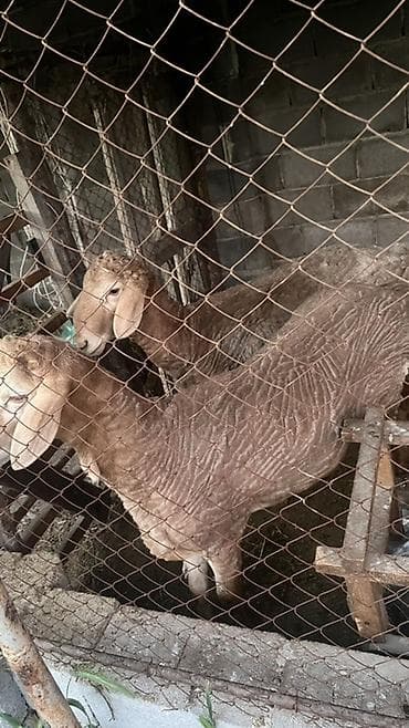 мел для животных: Продаю | Овца (самка) | Для разведения — 1