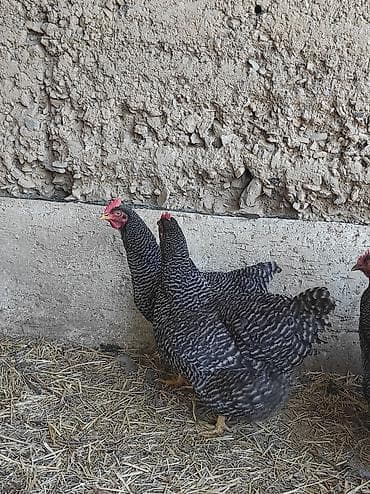 русская голубая кошка котята: Продаю | Куры | Для разведения — 3