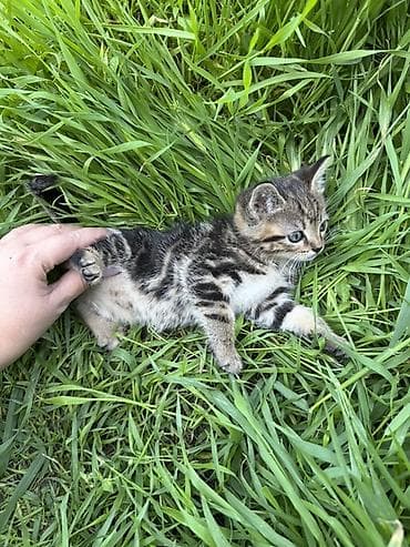 жалал абад кошка: 🐾 Очаровательные котята ищут дом! 4 пушистых малыша готовы подарить — 6
