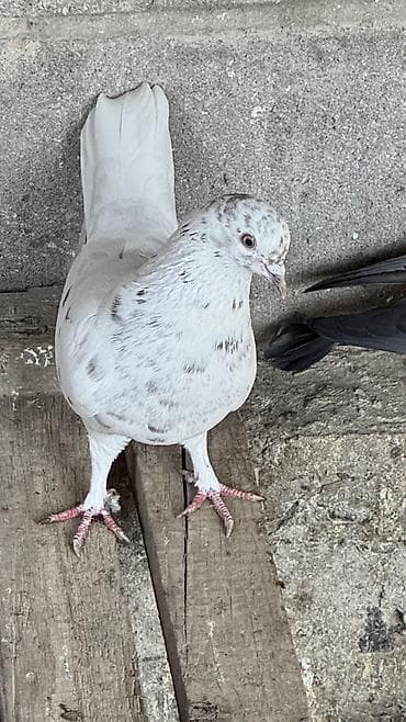 Услуги ветеринара: Такла 2 голубки 3 фото родители — 1