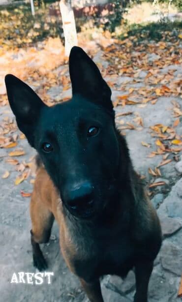 собака машке: Вязка: Бельгийская овчарка, Самец, 3 года, С прививкой, С родословной — 2