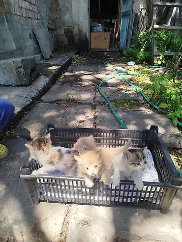 Кошки: Кошка даром: Беспородная, 2 месяца, Мальчик — 2