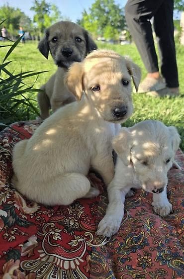 собака чихуахуа: Тайган кучук Бир ай чиста кровный — 6