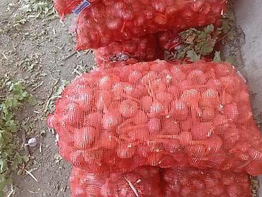 пияз цена: Продаю чеснок местный цена 100 сом адрес село Петровка — 3
